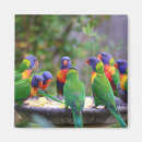 Search for rainbow lorikeet magnets Lorikeets