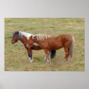 Search for iceland posters Horse