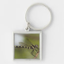 Search for dragonfly key rings Flying