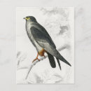 Search for falcon postcards Bird