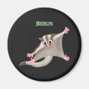 Search for gliders magnets Sugar glider