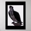 Search for hawk paintings posters Birds