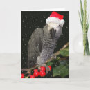 Search for african grey parrot christmas cards Birds