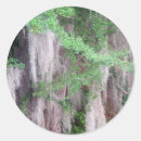 Search for mosses stickers Plant