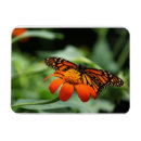 Search for monarch butterfly magnets Wildlife