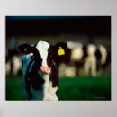 Search for friesian posters Animal