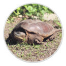 Search for turtle knobs and pulls Nature