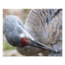 Search for sand crane art Nature
