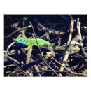 Search for lizard photography Exotic