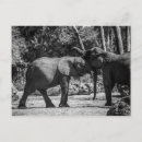 Search for trunk cards invites White