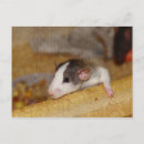 Search for cute rats postcards Pet rat
