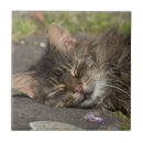 Search for powerful tiles Cute