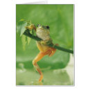 Search for tree frog Focus