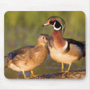 Search for mating mousepads Bird