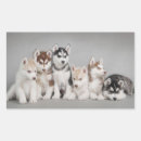 Search for funny husky stickers Cute