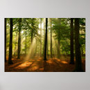Search for light rays Forest