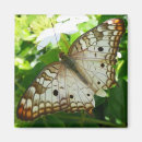 Search for tropical butterfly magnets Exotic