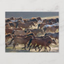 Search for horse ranch postcards Meadow