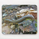 Search for americanus mousepads Animal