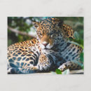 Search for stare postcards Leopard