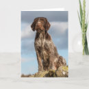 Search for wirehaired cards Dog