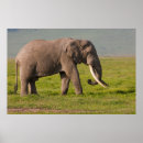 Search for elephant conservation posters Africa