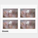 Search for small mushroom stickers Photography