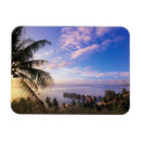 Search for polynesia Palm tree