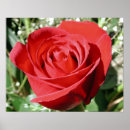 Search for soft focus posters Rose