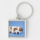 Search for dog sleeping key rings Canine