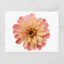 Search for zinnia flower postcards Floral