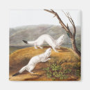 Search for weasel magnets Wildlife