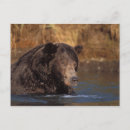 Search for predators postcards Bear
