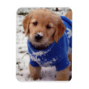 Search for golden retriever magnets Puppy