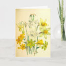 Search for narcissus cards Blossom