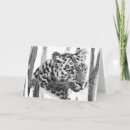 Search for cheetah with cards Wild animal