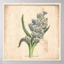 Search for hyacinthe posters Botanical