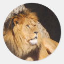 Search for lion predator stickers Animal