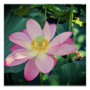 Search for lotus flower posters Aquatic plant