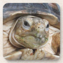 Search for sulcata Sulcata tortoise