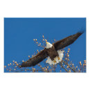 Search for flapping posters Flying