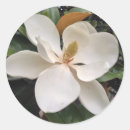 Search for southern magnolia stickers White