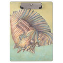 Search for large shells Conch