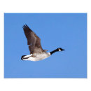 Search for waterfowl art Goose