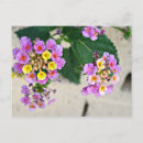 Search for lantana flower postcards Flowers