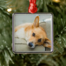 Search for couch christmas tree decorations Dog
