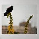 Search for flower red posters Animals