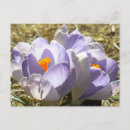 Search for purple crocus postcards Nature