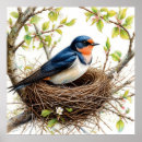 Search for barn swallow posters Wildlife