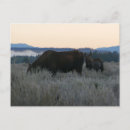 Search for moose postcards Landscape
